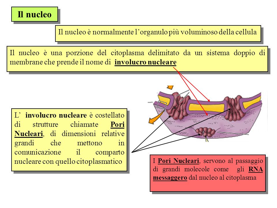 Il nucleo Il nucleo è normalmente l’organulo più voluminoso della cellula.