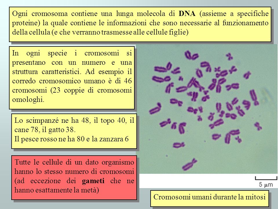 Ogni cromosoma contiene una lunga molecola di DNA (assieme a specifiche proteine) la quale contiene le informazioni che sono necessarie al funzionamento della cellula (e che verranno trasmesse alle cellule figlie)