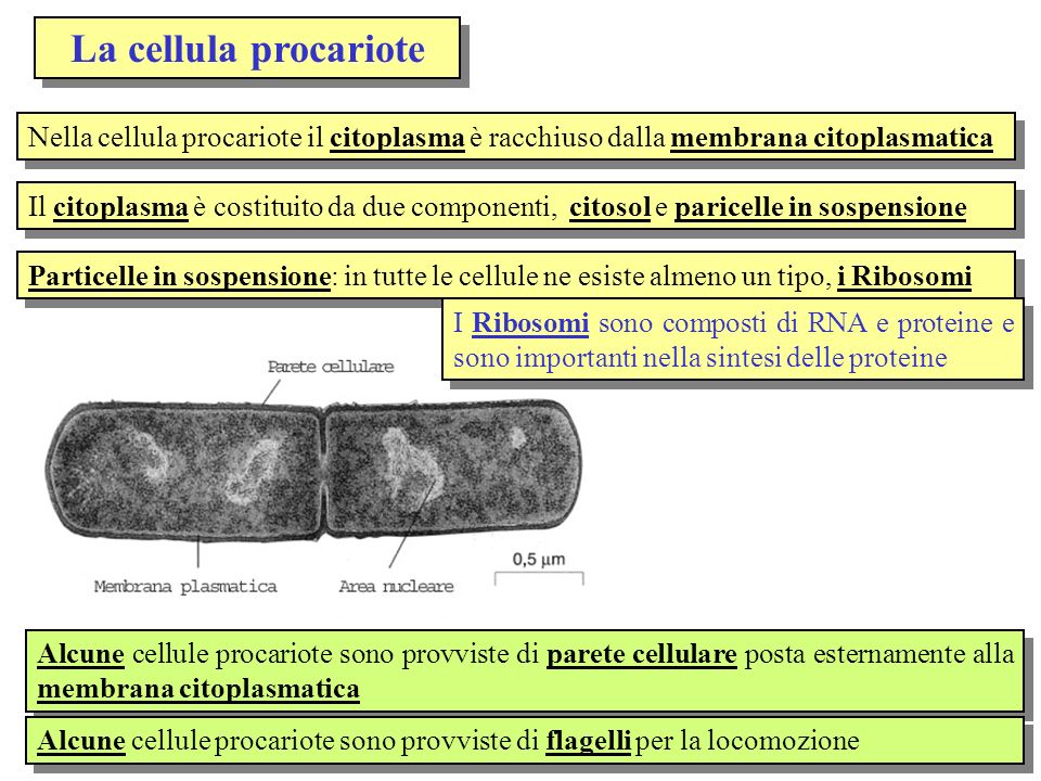 La cellula procariote Nella cellula procariote il citoplasma è racchiuso dalla membrana citoplasmatica.