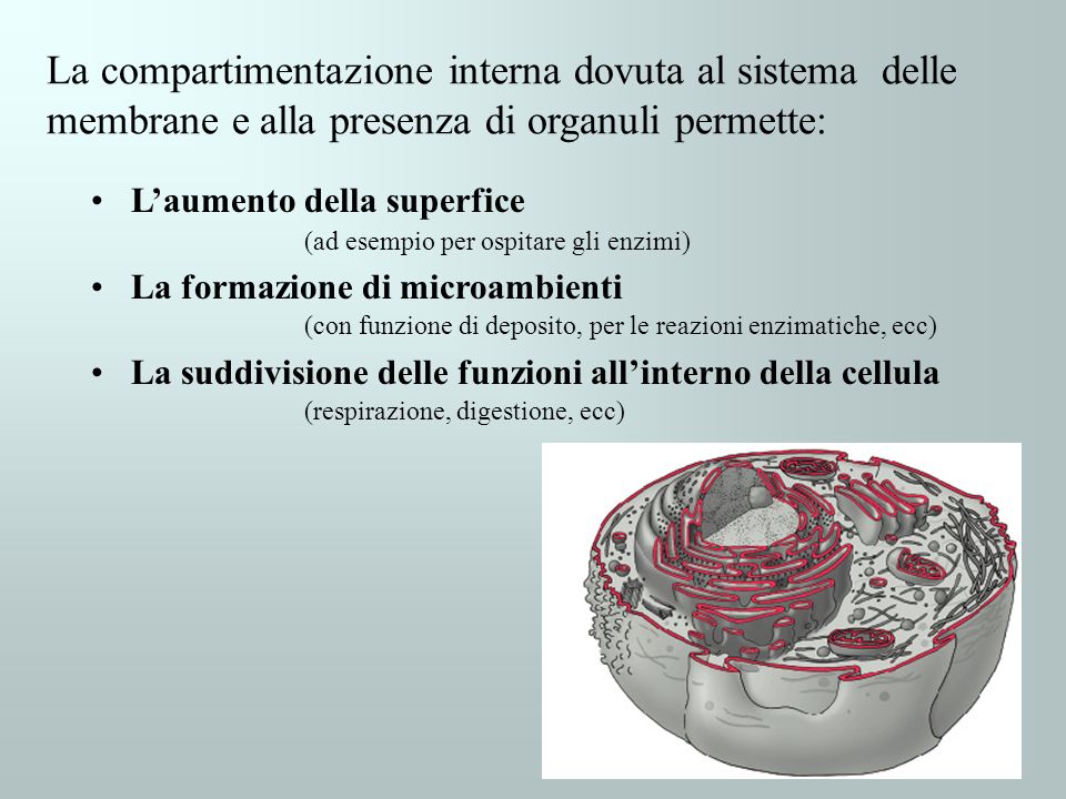 La compartimentazione interna dovuta al sistema delle membrane e alla presenza di organuli permette: