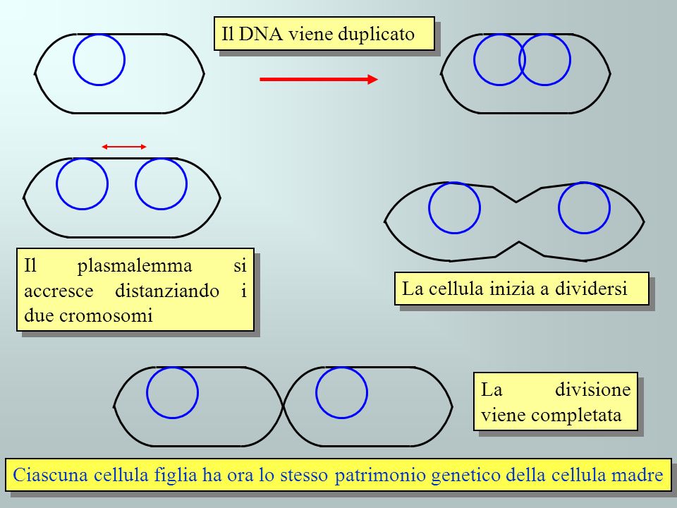 Il DNA viene duplicato Il plasmalemma si accresce distanziando i due cromosomi. La cellula inizia a dividersi.