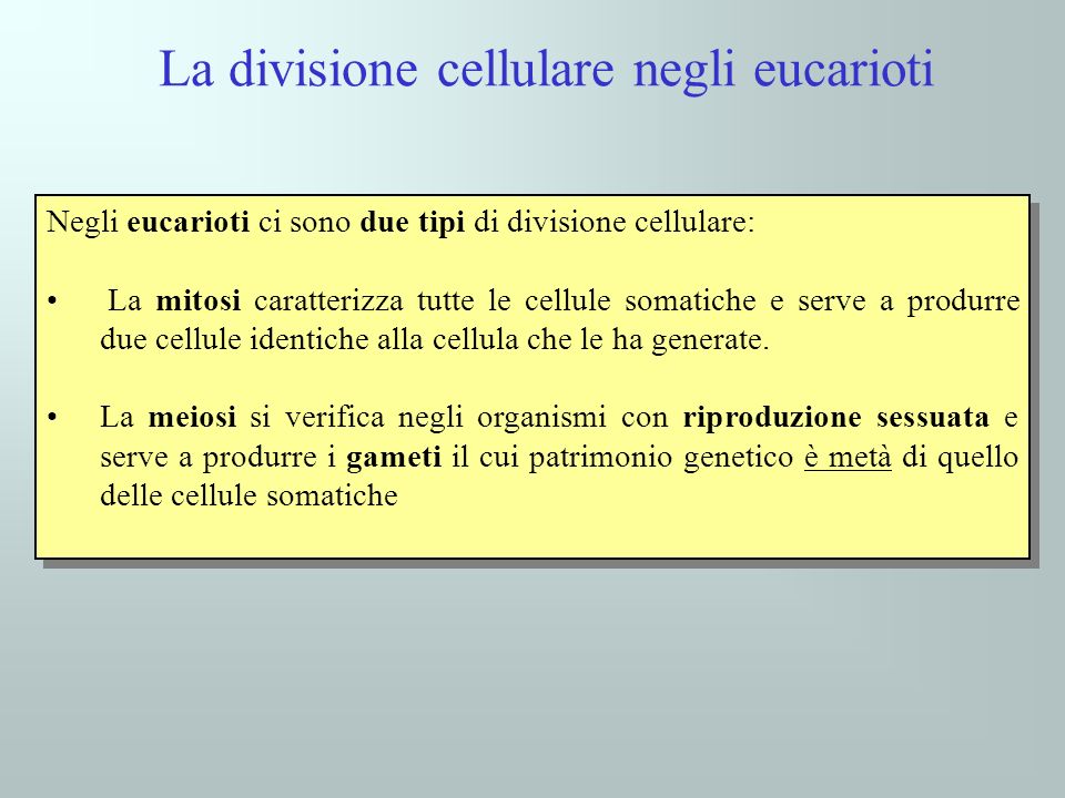 La divisione cellulare negli eucarioti