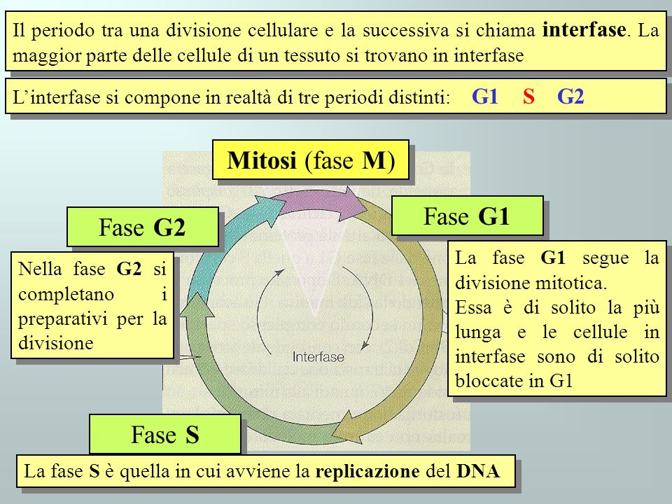 Mitosi (fase M) Fase G1 Fase G2 Fase S