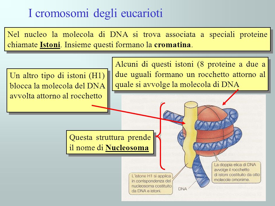 I cromosomi degli eucarioti