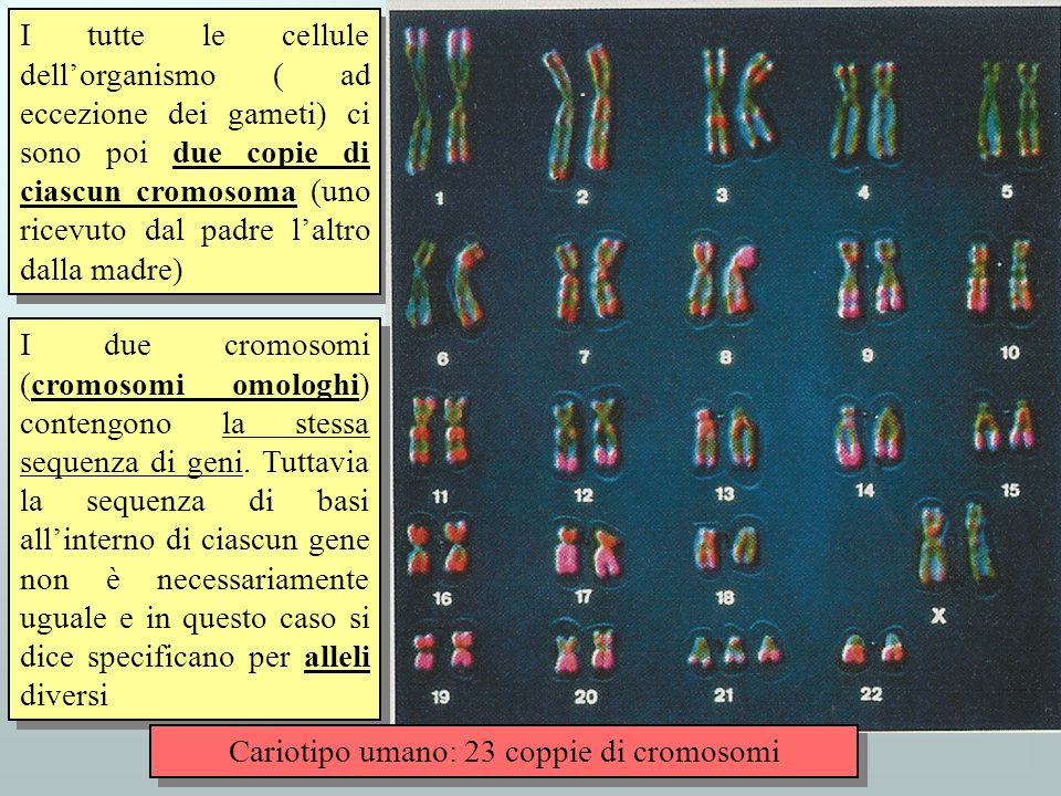 Cariotipo umano: 23 coppie di cromosomi