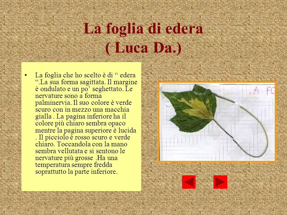 La foglia di edera ( Luca Da.)