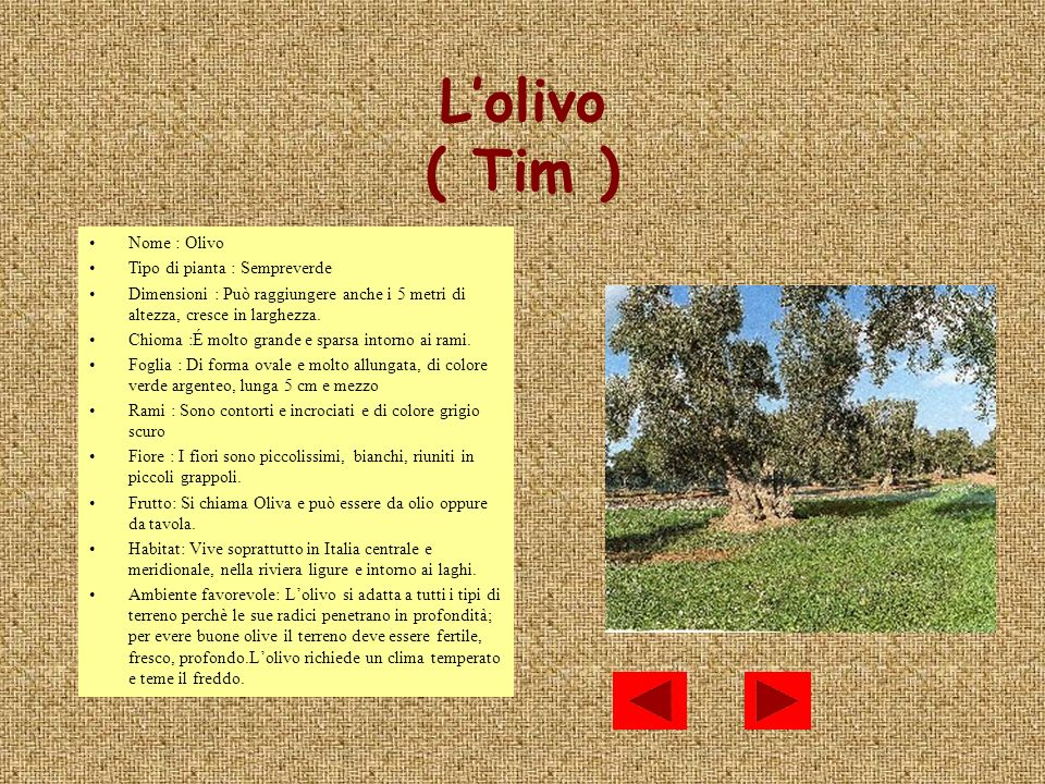 L’olivo ( Tim ) Nome : Olivo Tipo di pianta : Sempreverde