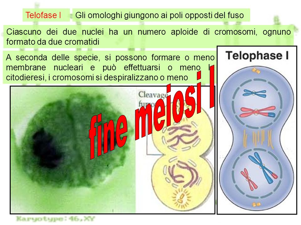 fine meiosi I Telofase I