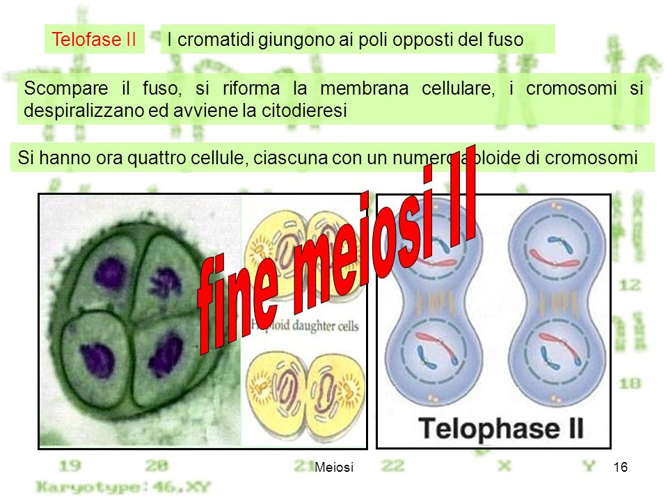 fine meiosi II Telofase II