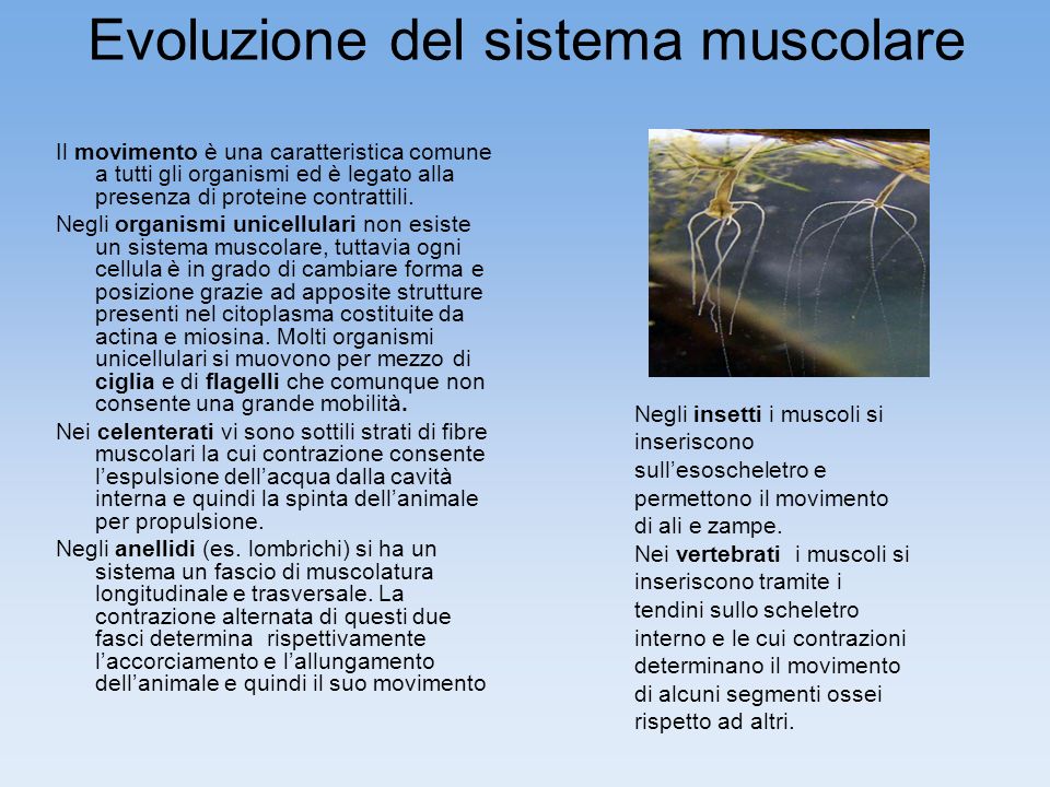 Evoluzione del sistema muscolare