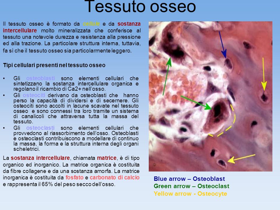 Tessuto osseo Blue arrow – Osteoblast Green arrow – Osteoclast