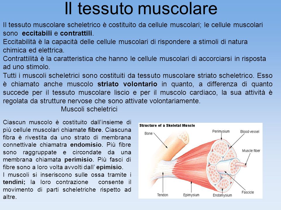 Il tessuto muscolare Il tessuto muscolare scheletrico è costituito da cellule muscolari; le cellule muscolari sono eccitabili e contrattili.