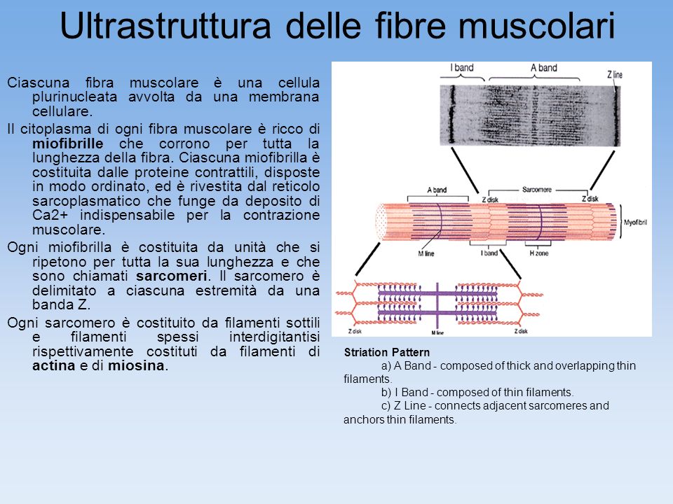 Ultrastruttura delle fibre muscolari