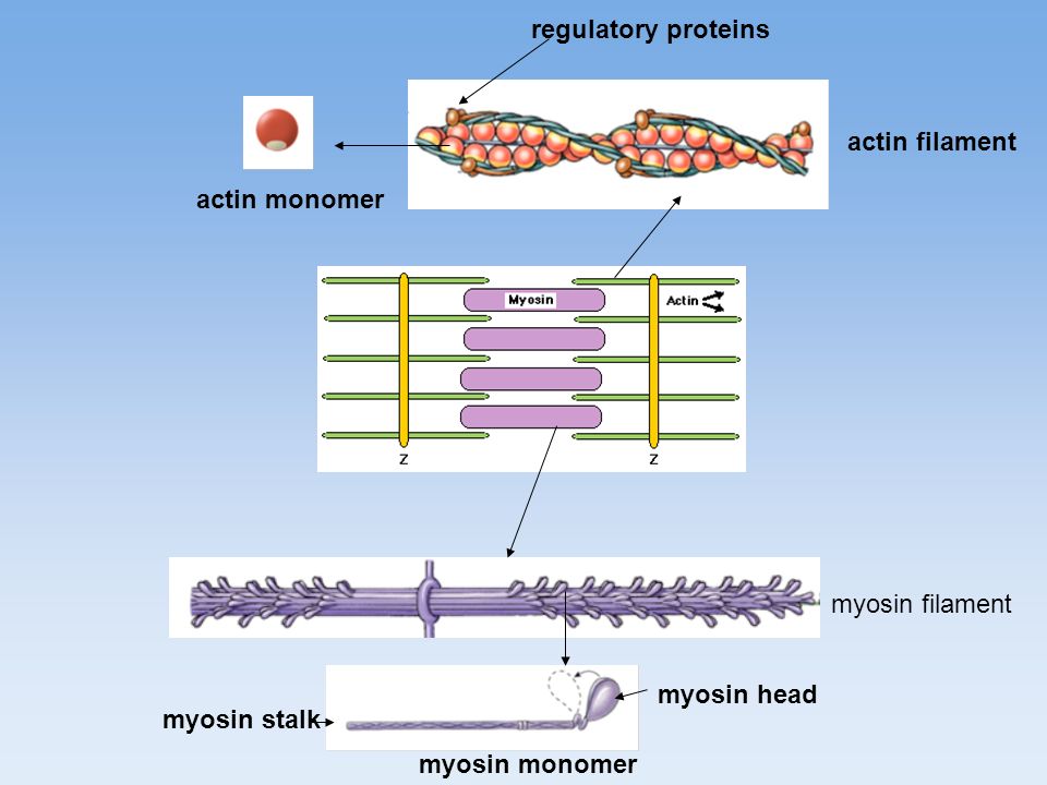 regulatory proteins actin filament. actin monomer.