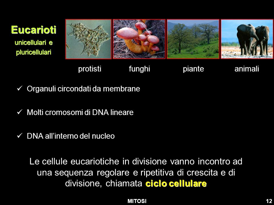 Eucarioti unicellulari e pluricellulari