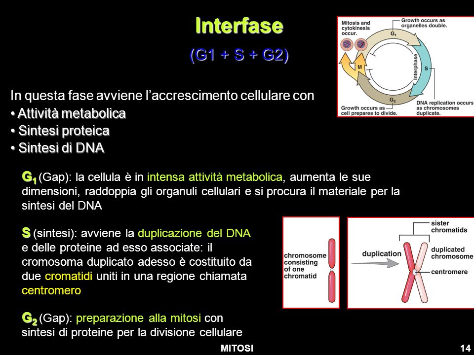 Interfase (G1 + S + G2) In questa fase avviene l’accrescimento cellulare con. Attività metabolica.