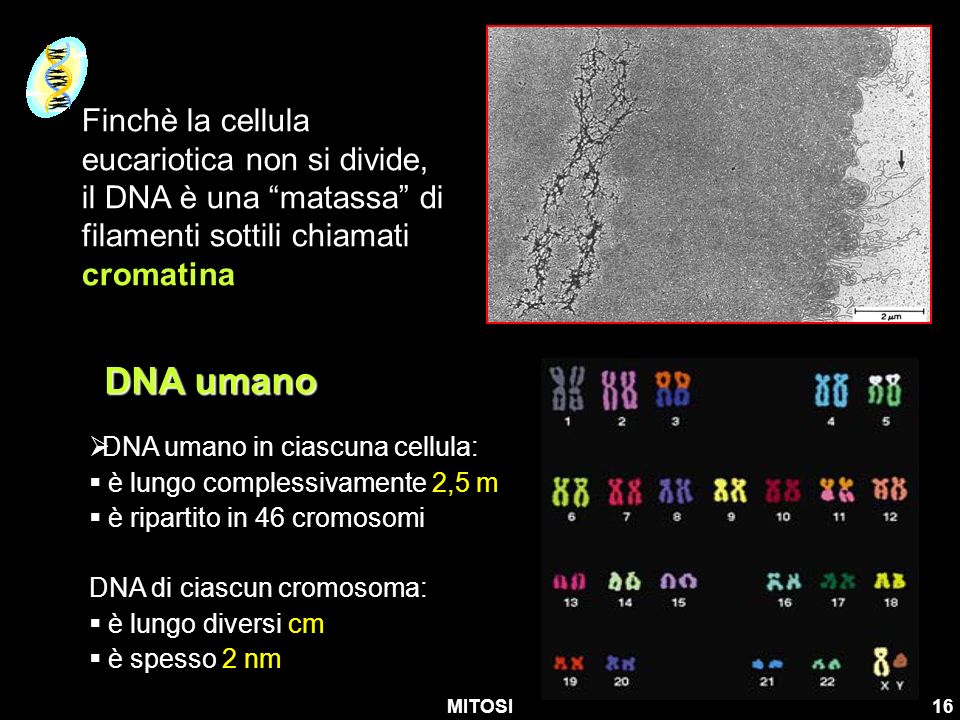 Finchè la cellula eucariotica non si divide, il DNA è una matassa di filamenti sottili chiamati cromatina