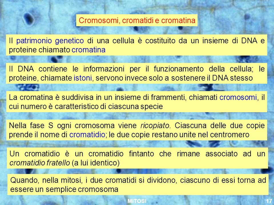 Cromosomi, cromatidi e cromatina