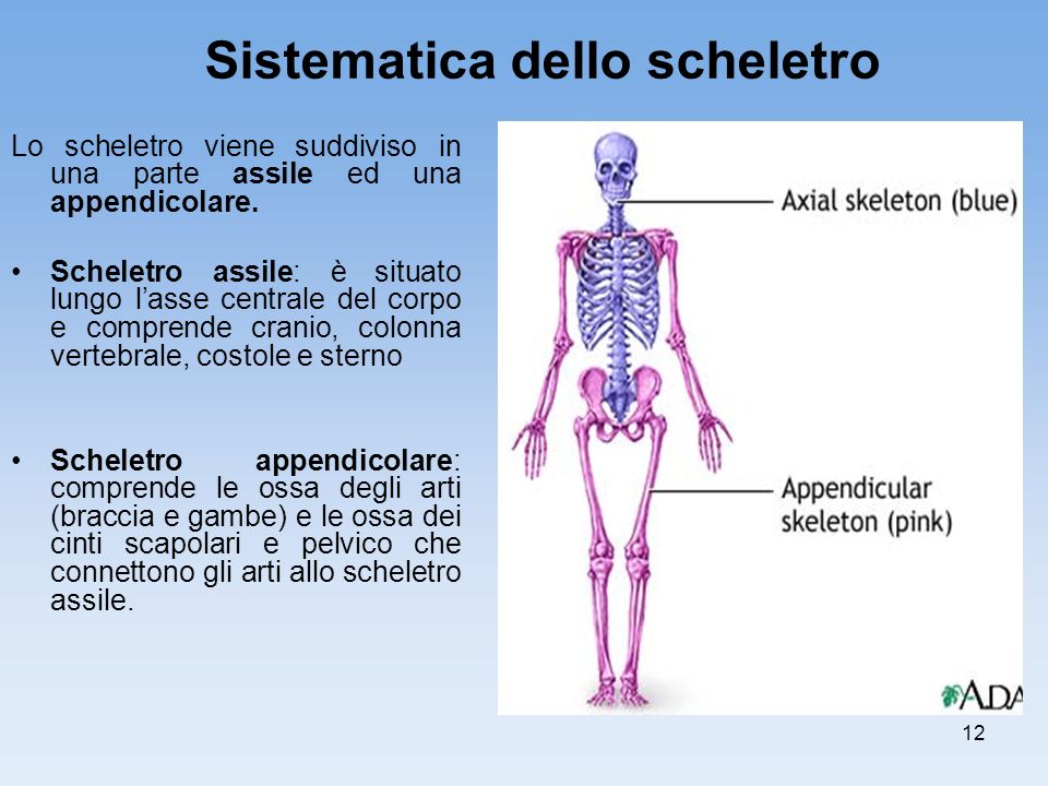 Sistematica dello scheletro