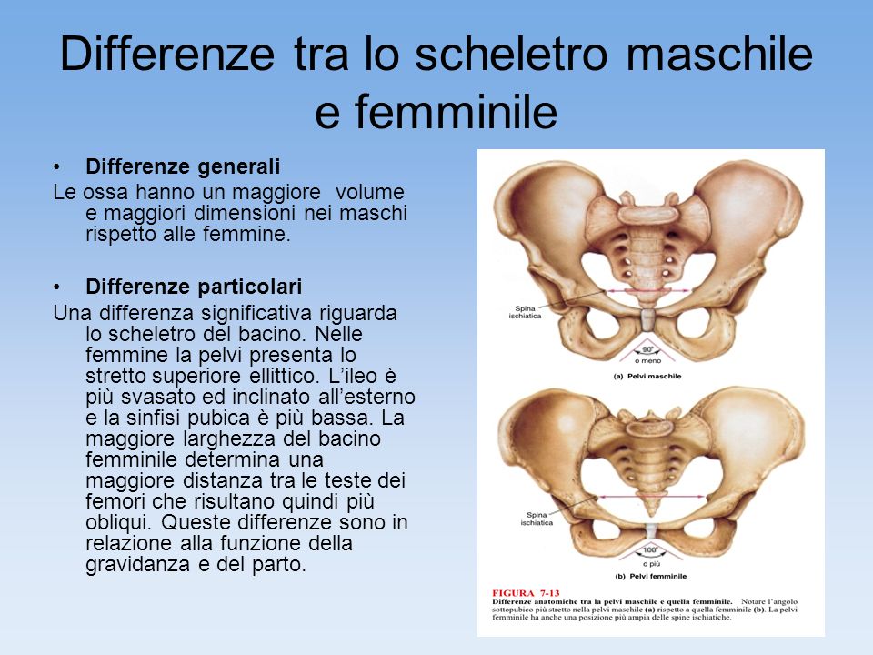 Differenze tra lo scheletro maschile e femminile