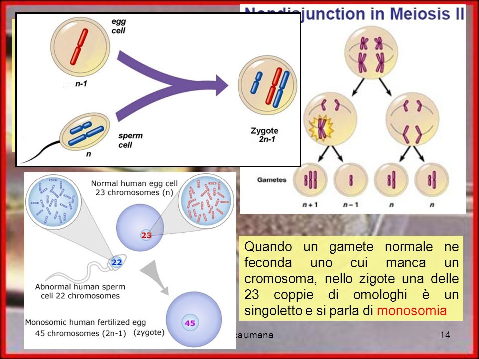 Se invece due cromatidi non si separano nella meiosi II avremo:
