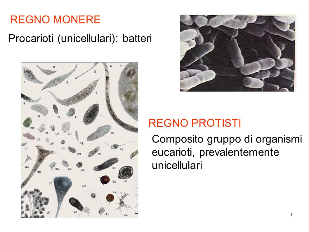 REGNO MONERE Procarioti (unicellulari): batteri. REGNO PROTISTI.