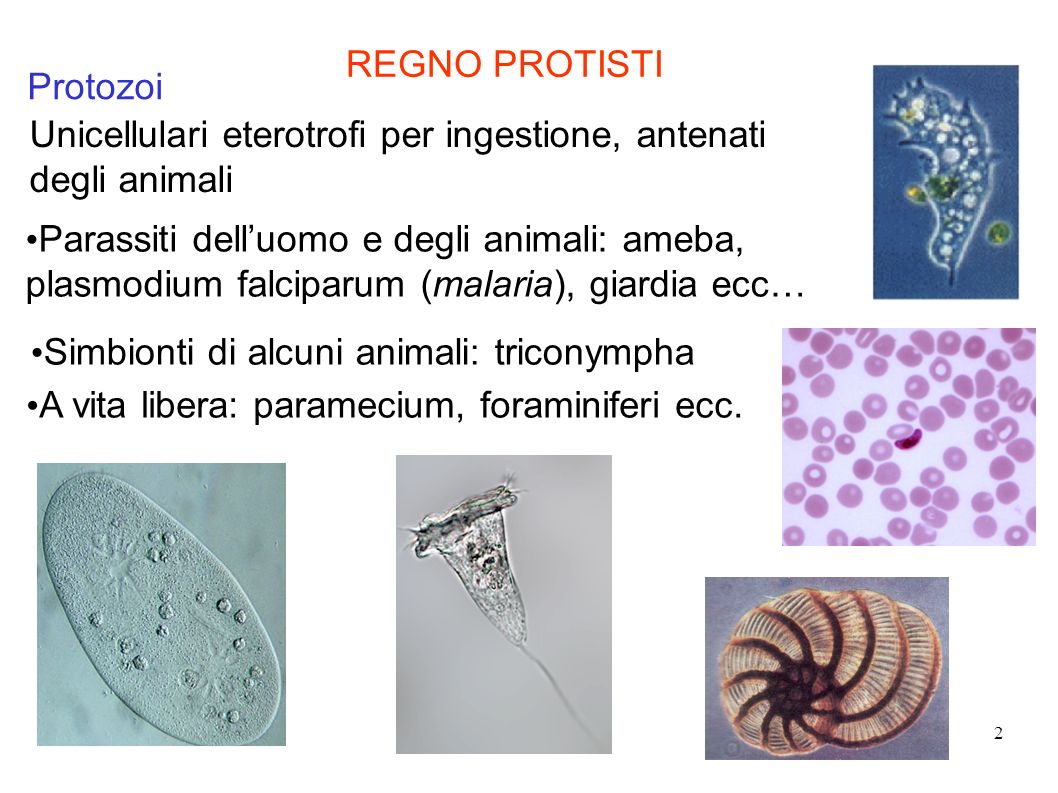 REGNO PROTISTI Protozoi. Unicellulari eterotrofi per ingestione, antenati degli animali.