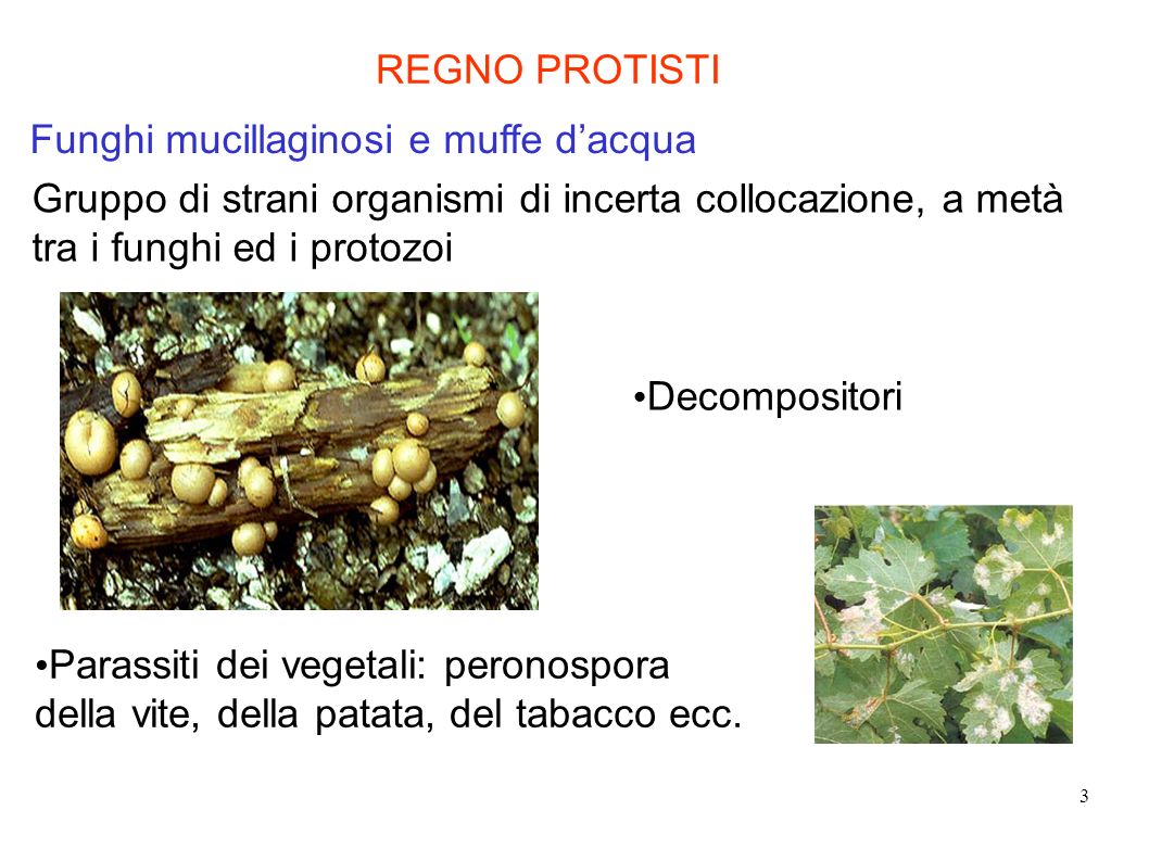 REGNO PROTISTI Funghi mucillaginosi e muffe d’acqua. Gruppo di strani organismi di incerta collocazione, a metà tra i funghi ed i protozoi.