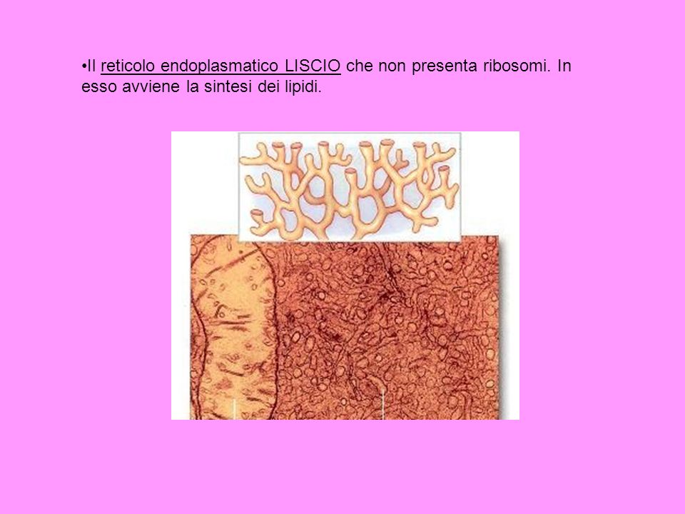 Il reticolo endoplasmatico LISCIO che non presenta ribosomi