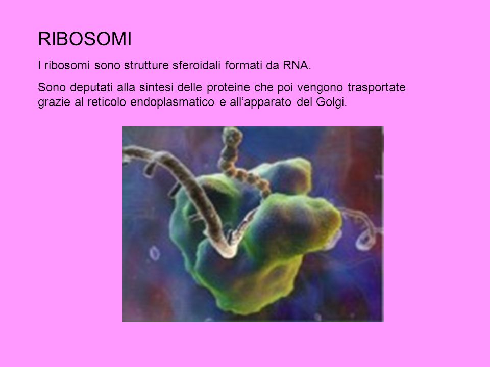 RIBOSOMI I ribosomi sono strutture sferoidali formati da RNA.