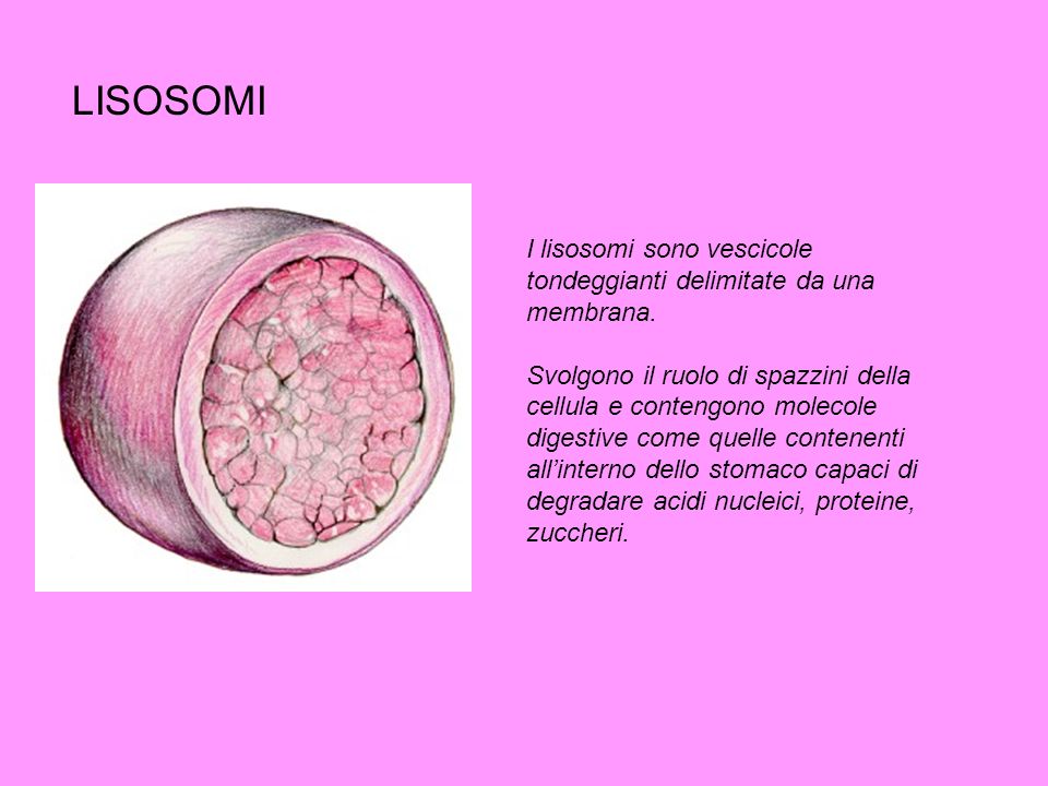 LISOSOMI I lisosomi sono vescicole tondeggianti delimitate da una membrana.