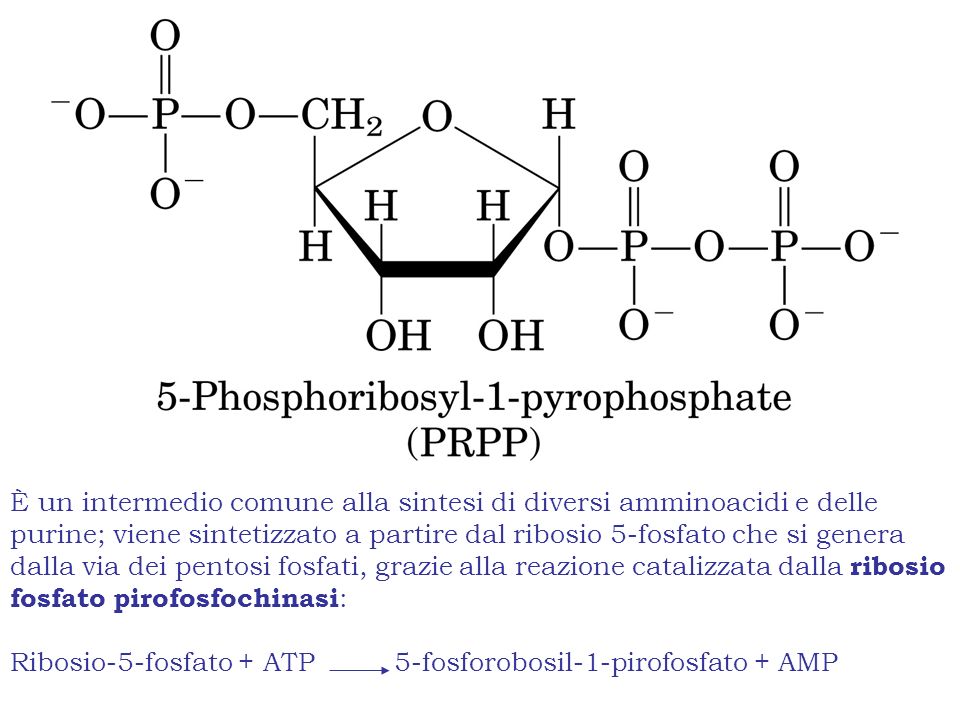 È un intermedio comune alla sintesi di diversi amminoacidi e delle purine; viene sintetizzato a partire dal ribosio 5-fosfato che si genera dalla via dei pentosi fosfati, grazie alla reazione catalizzata dalla ribosio fosfato pirofosfochinasi: