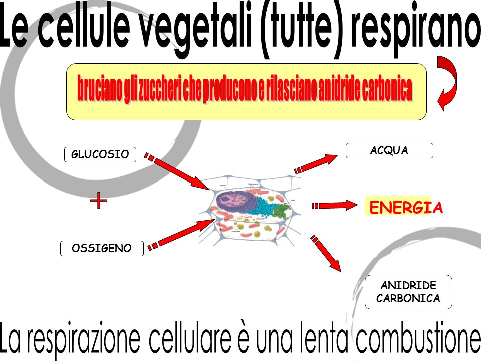Le cellule vegetali (tutte) respirano