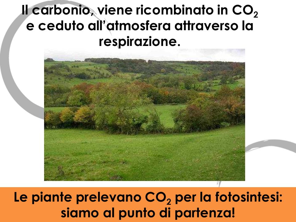 Il carbonio, viene ricombinato in CO2