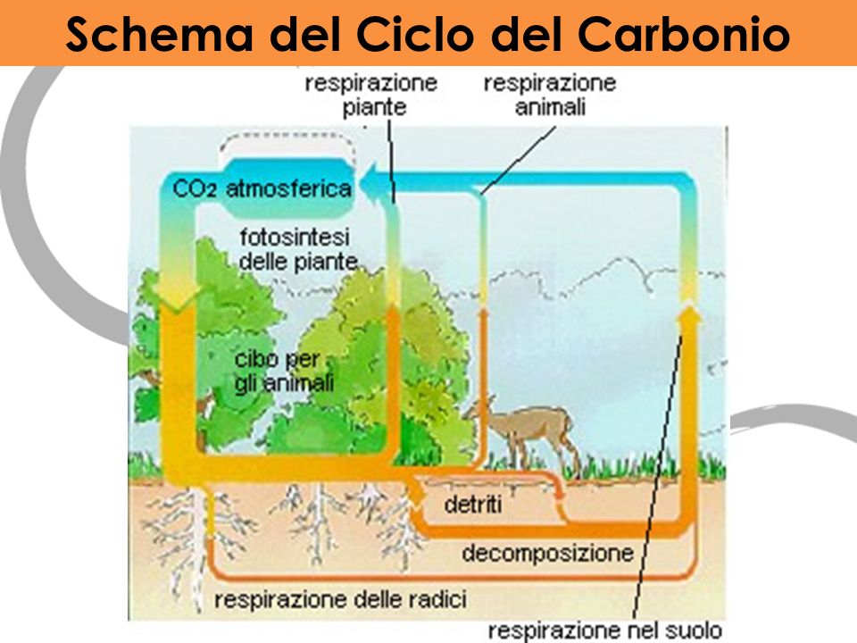 Schema del Ciclo del Carbonio