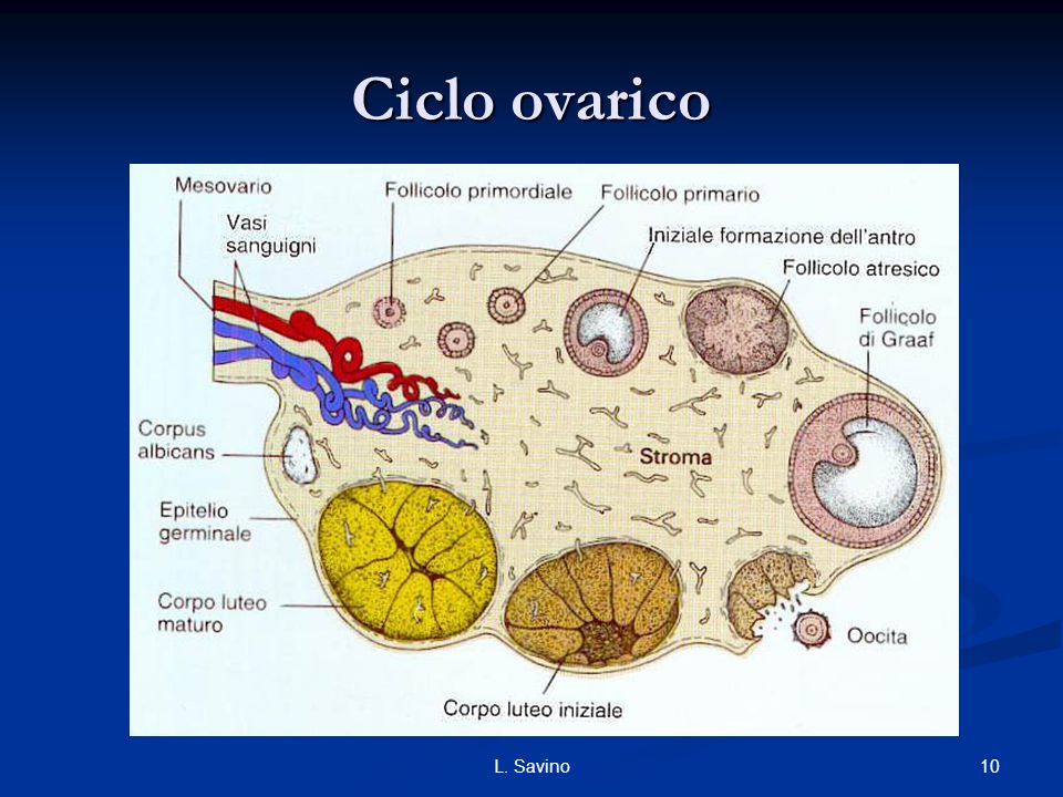 Ciclo ovarico L. Savino