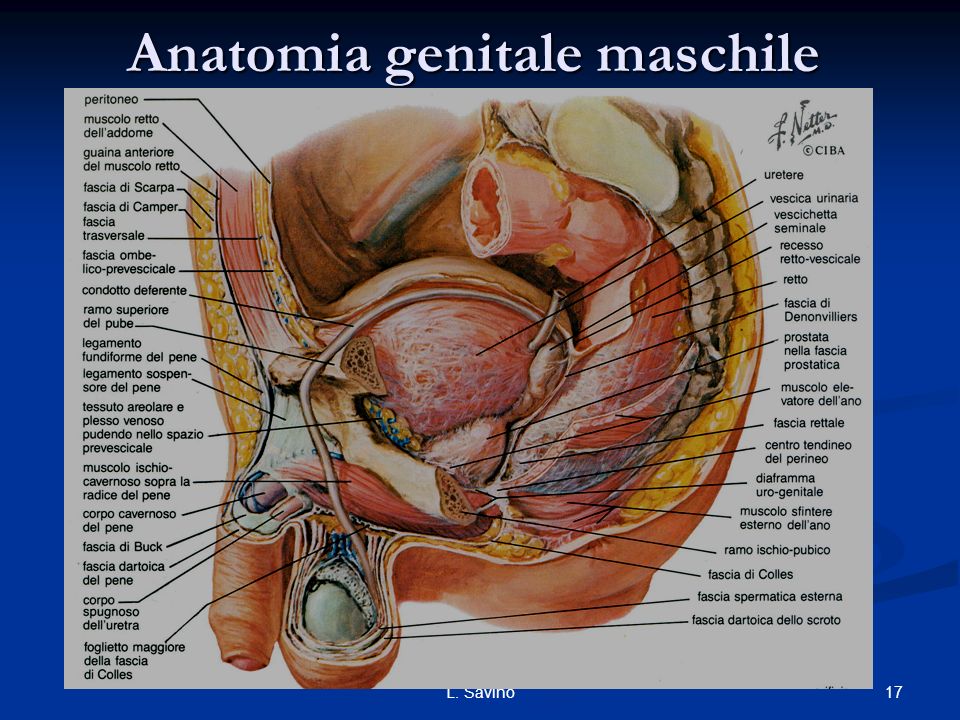 Anatomia genitale maschile