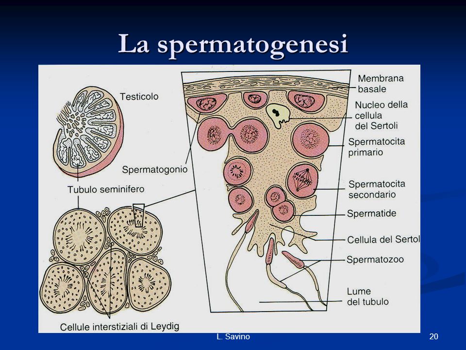 La spermatogenesi L. Savino