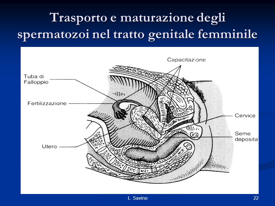 Trasporto e maturazione degli spermatozoi nel tratto genitale femminile