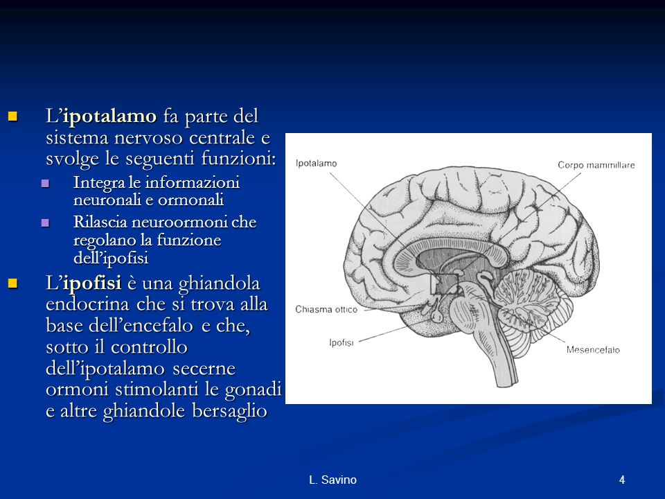 L’ipotalamo fa parte del sistema nervoso centrale e svolge le seguenti funzioni: