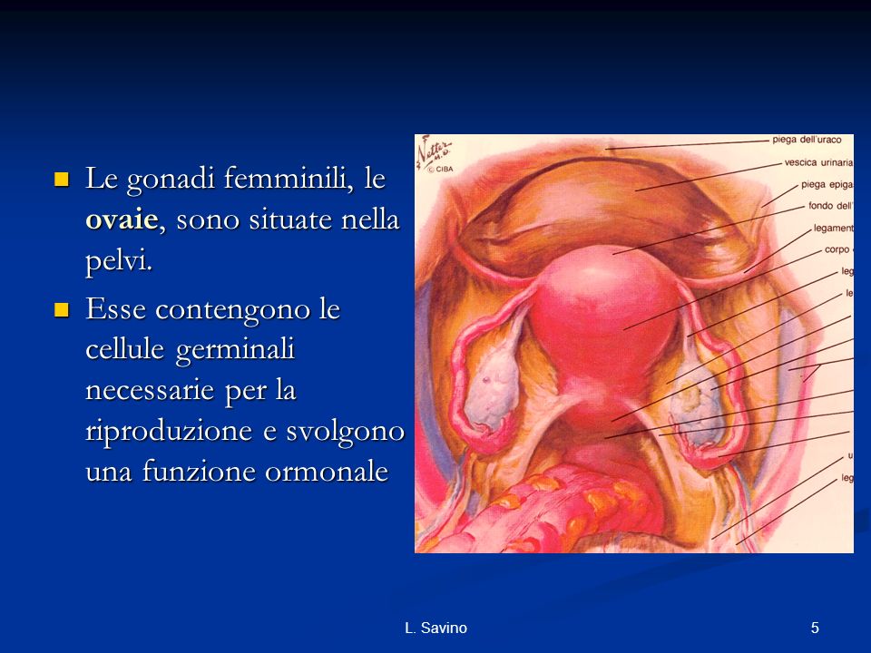 Le gonadi femminili, le ovaie, sono situate nella pelvi.