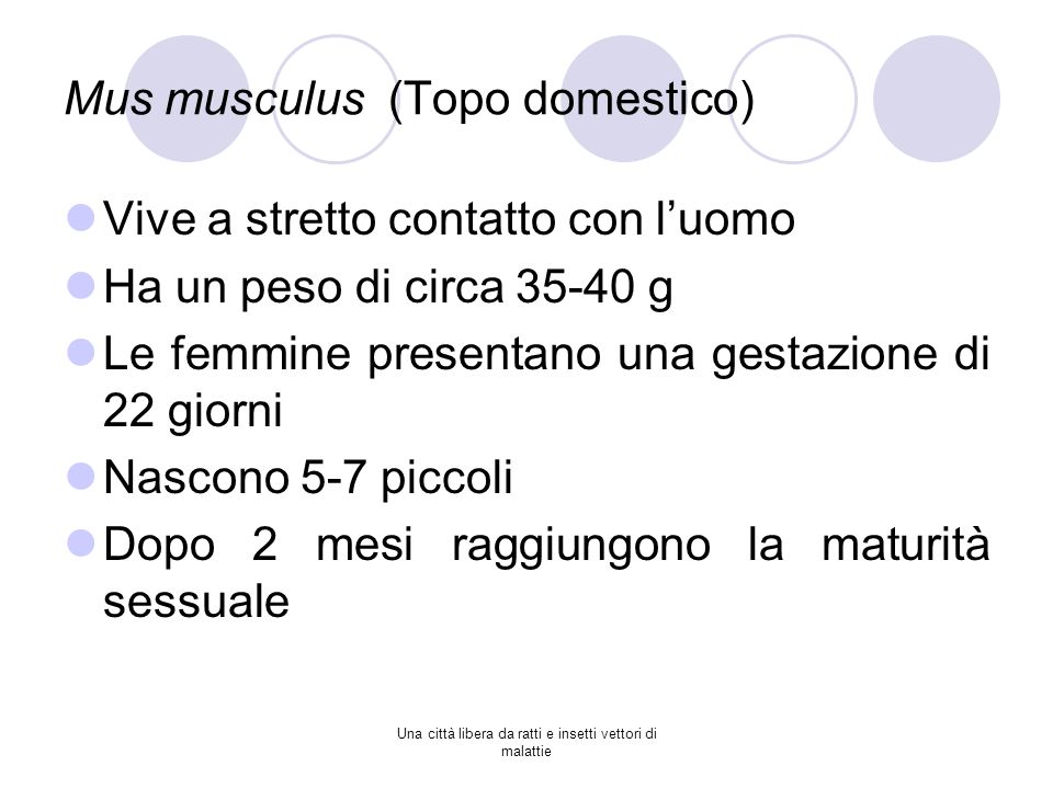 Mus musculus (Topo domestico)