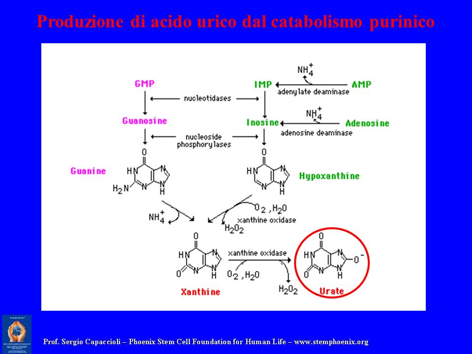Produzione di acido urico dal catabolismo purinico