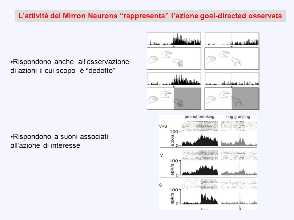 L’attività dei Mirron Neurons rappresenta l’azione goal-directed osservata