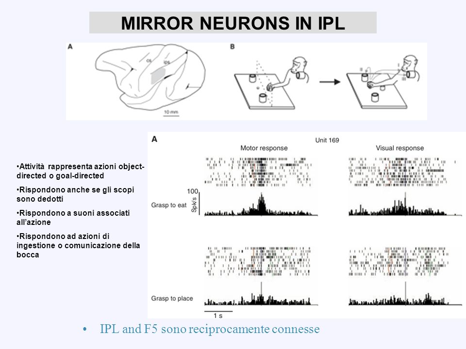 MIRROR NEURONS IN IPL IPL and F5 sono reciprocamente connesse