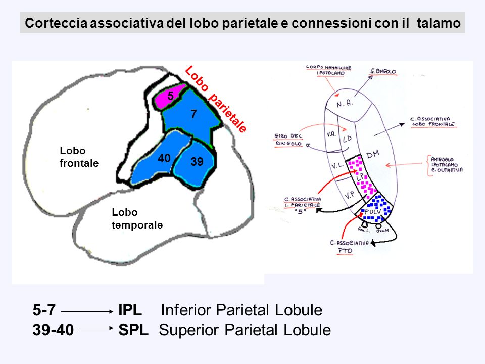5-7 IPL Inferior Parietal Lobule SPL Superior Parietal Lobule