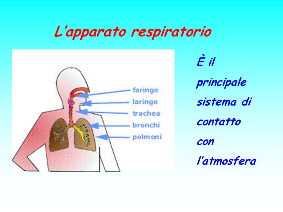L’apparato respiratorio