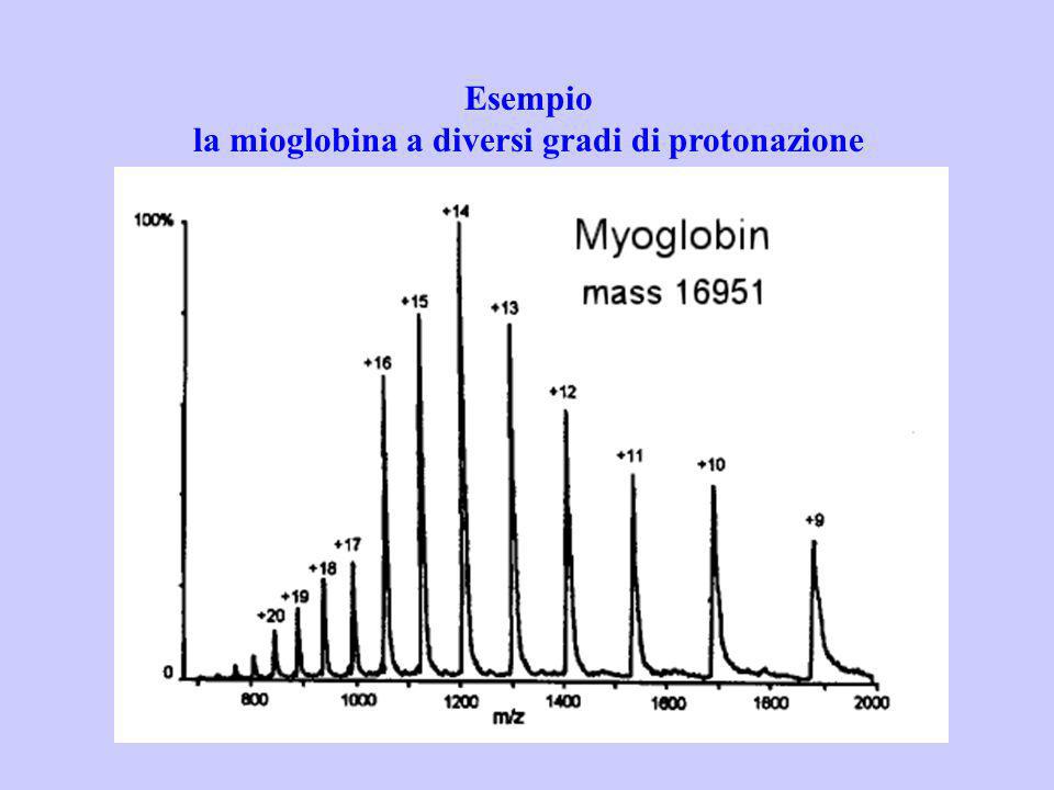 la mioglobina a diversi gradi di protonazione