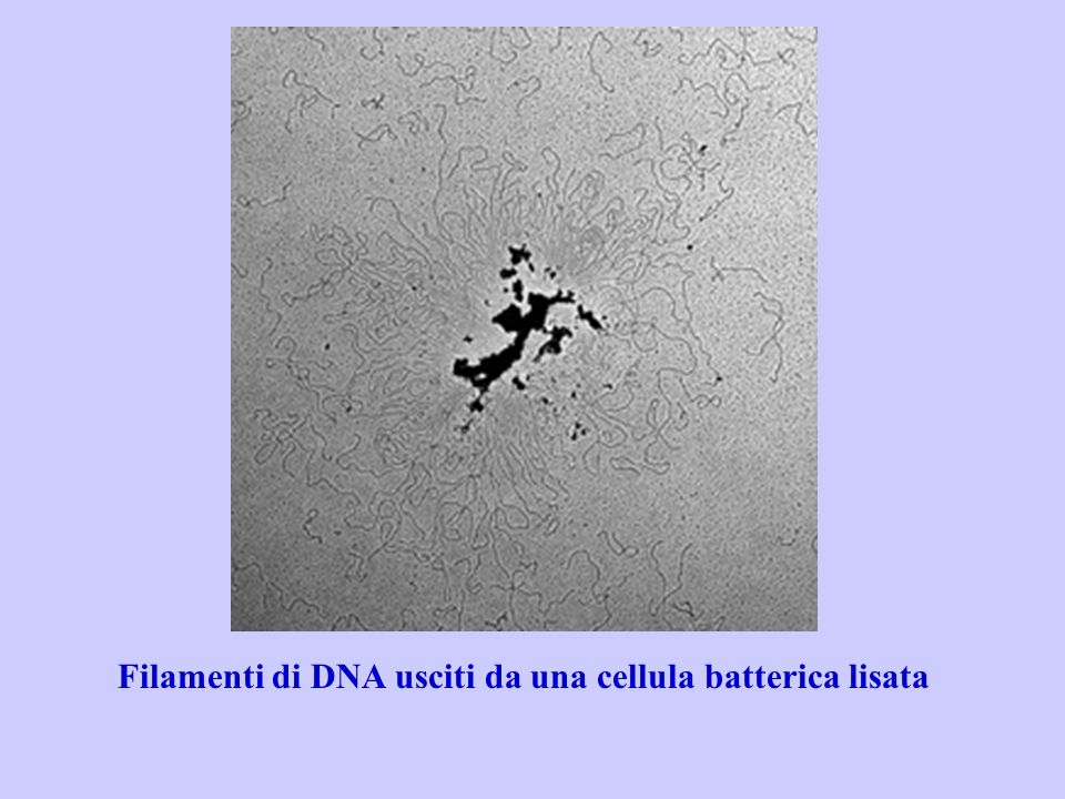 Filamenti di DNA usciti da una cellula batterica lisata