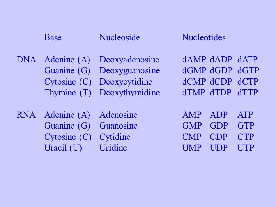 Base Nucleoside Nucleotides